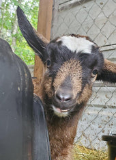 Goat Milk Soap - East Darrington Trade