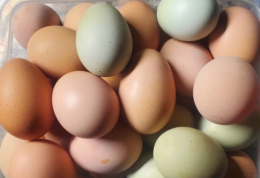 Add Fresh Eggs to Your Local Pick Up Order King, Snohomish and  Skagit Valley 