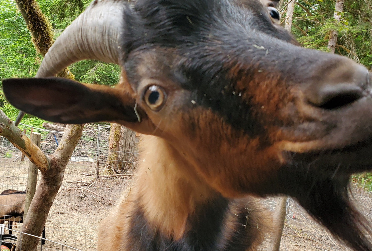 Meet the Goats. SEAMUS 