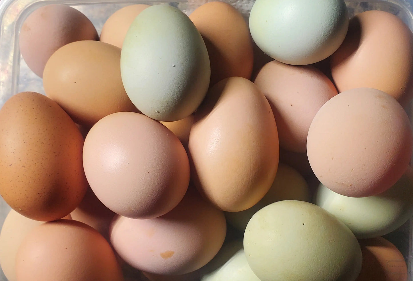 Add Fresh Eggs to Your Local Pick Up Order East Darrington Trade